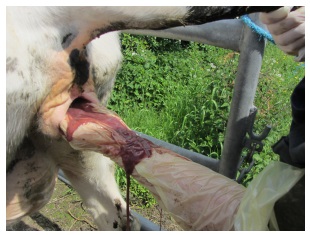 Photo Three - Cows are more at risk of metritis following dystocia