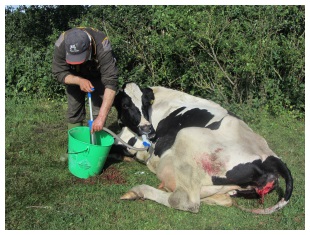 Photo Two - All cows should be offered fluids post-calving and drenched if they do not drink