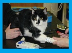 Blood pressure measurement in Cat 