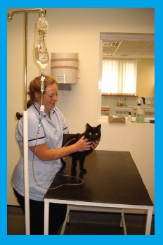 A cat receiving intravenous fluid therapy 