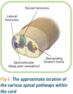 Spinal pathways