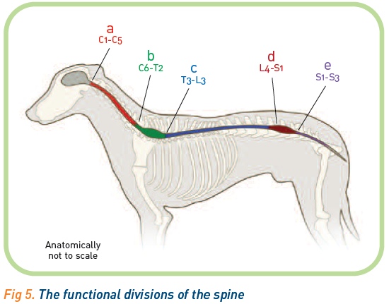 Functional divisions of the spine