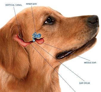 Anatomy of the dogs ear
